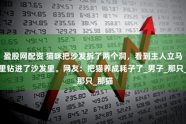 盈股网配资 猫咪把沙发拆了两个洞，看到主人立马从洞里钻进了沙发里。网友：把猫养成耗子了_男子_那只_那猫
