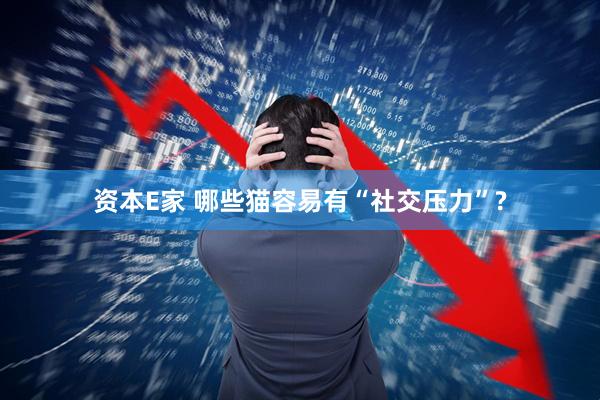 资本E家 哪些猫容易有“社交压力”?